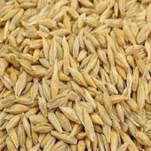Barley1