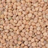 Guar seed6